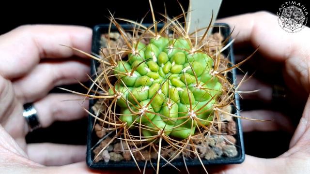 Cacti & Succulent Indoor Collection Tour | Summer 2023 Part 1 | #Cactus & #Succulents смотреть онлайн