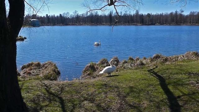 Все как у людей! Еще не прощен, но счастливый финал неизбежен. Георгий и Айседора. смотреть онлайн