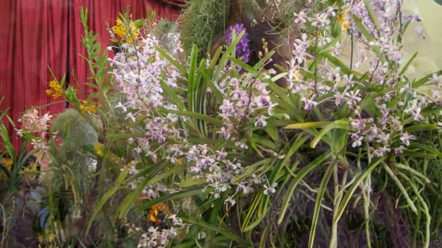 Mostra orchidee, tillandsie e piante carnivore смотреть онлайн