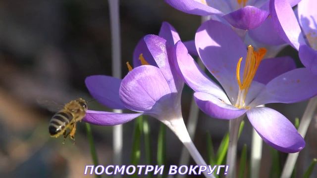 А весна пришла такая нежная !.. смотреть онлайн