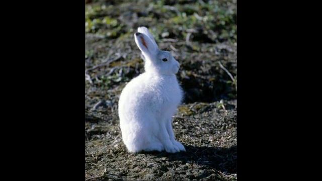 Заяц беляк смотреть онлайн
