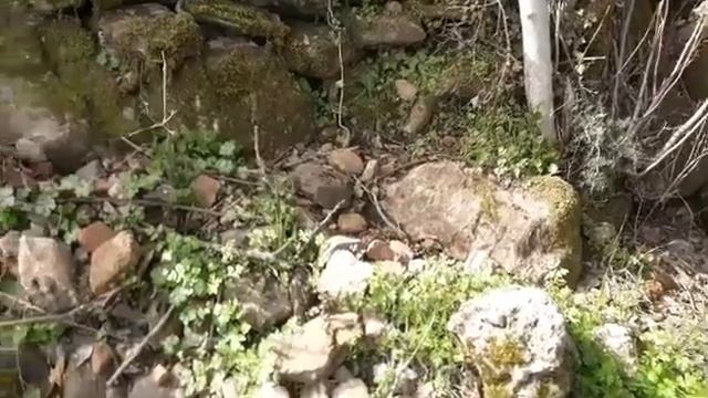 Doğadaki Yosunlar /Bir demet kır çiçeği 🌱❤ смотреть онлайн
