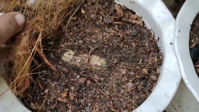 HAIL FOR THE KING! PLANT UNBOXING OF ANTHURIUM VEITCHII | UPDATES OF PLANTS смотреть онлайн