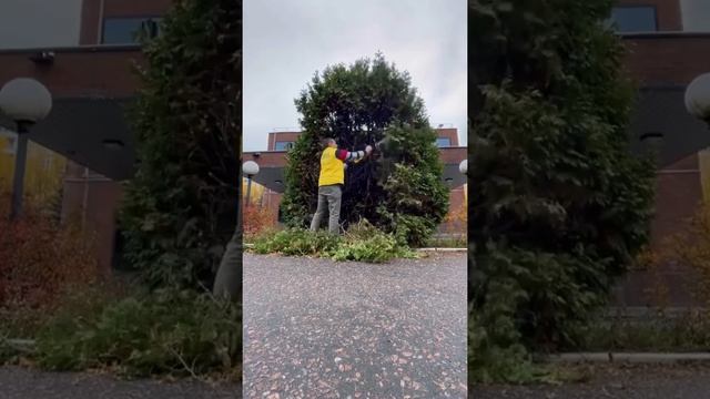 Как правильно подстричь тую кусторезом? #Shorts смотреть онлайн