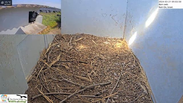 Watch As Jackdaw Expertly Tidies Up Nest Box By Removing Rock!