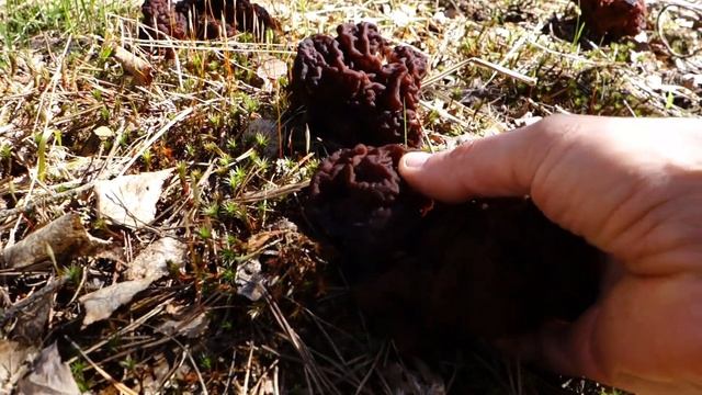 Пошли сморчковые шапочки,следом за ними сморчки, и строчки продолжают идти. 2022 год, Московская об