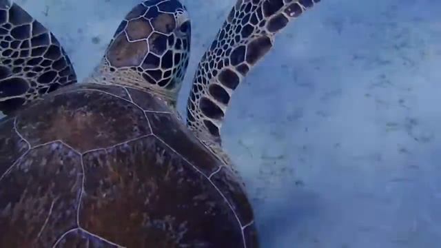 Черепаха под водой. Кемер смотреть онлайн