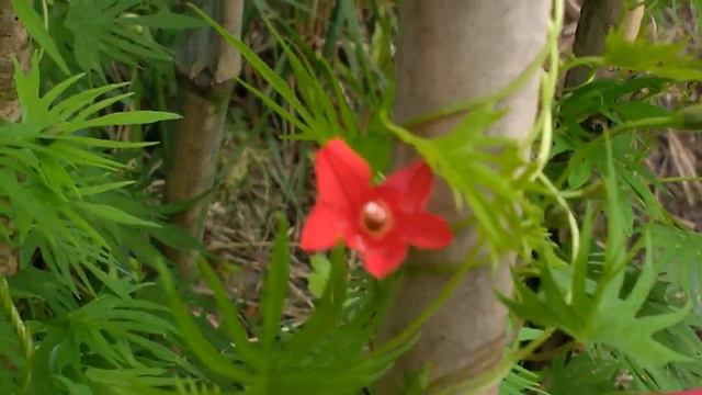 Ipomoea Cardinal Climber