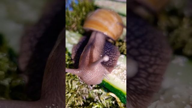Как едят Ахатины.#ахатины Улитки домашние. Равлики.Панцирь улитки. Ракушка улитки. Треснул панцир смотреть онлайн