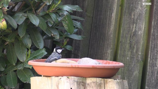Unser Garten wartet auf den Frühling ! Von Eichhörnchen, Vögeln, Blumen und viel Natur ! смотреть онлайн