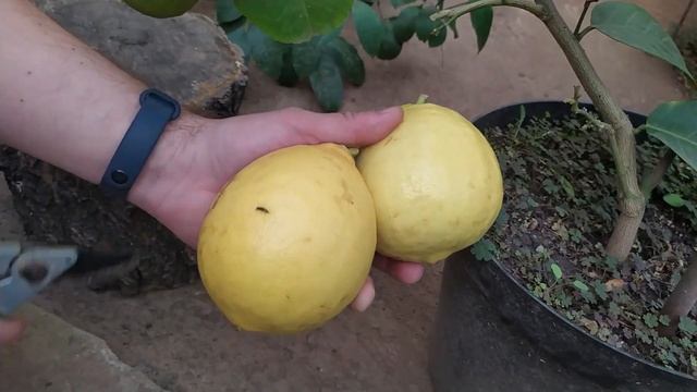 Лимон Пандероза (Citrus limon Panderosa) смотреть онлайн