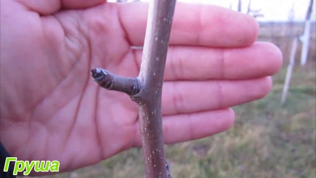 Как отличить плодовую почку от ростовой на плодовых деревьях смотреть онлайн