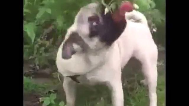 Мопс и малина смотреть онлайн