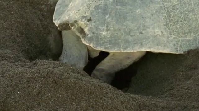 16 Детеныши в дикой природе смотреть онлайн