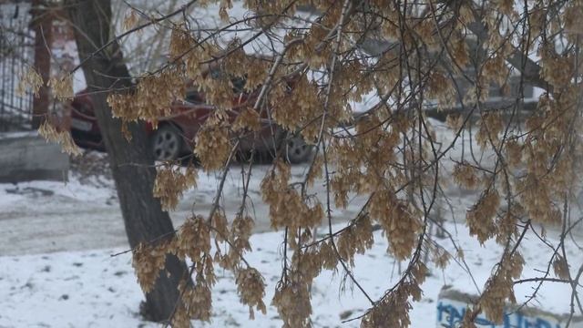 Canon 5D Mark4; Canon 100 F2.8 Macro IS USM. Видео 4K, 25fps, 500MBit, MJPEG; ISO 200-400