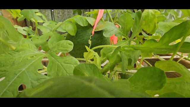 Growing Tomatoes Series Part 4: Trimming In-determined Tomatoes To Ripen Their Fruit And Conclusion