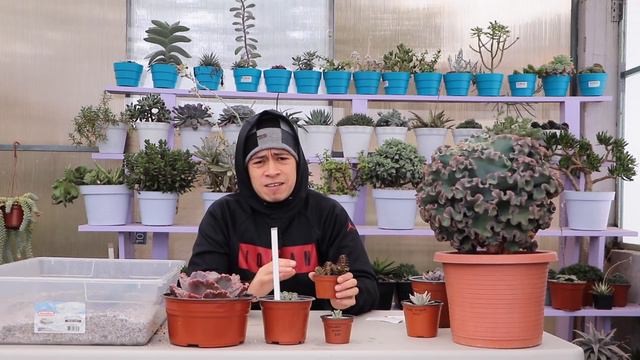 NUEVAS SUCULENTAS DE COLECCION PARTE 1 || TU JARDINERO CITADINO смотреть онлайн