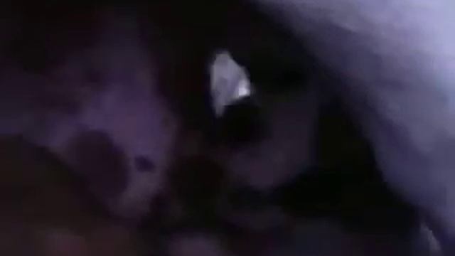 обед по собачьи