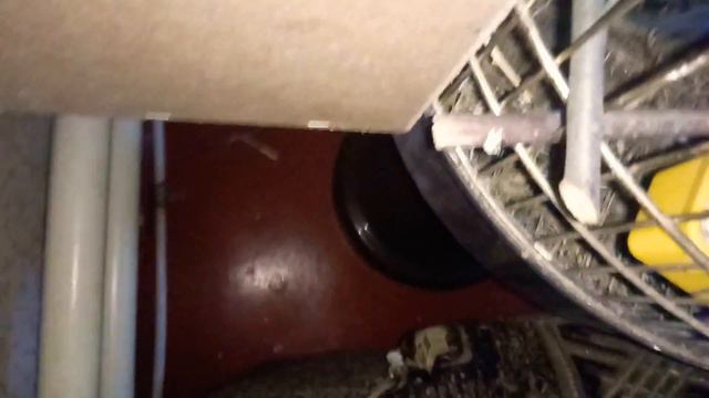 Гнездо Кореллы