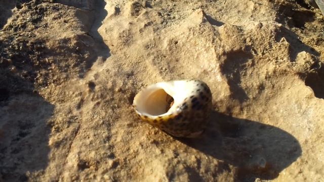 Рак борется с ракушкой ))) смотреть онлайн