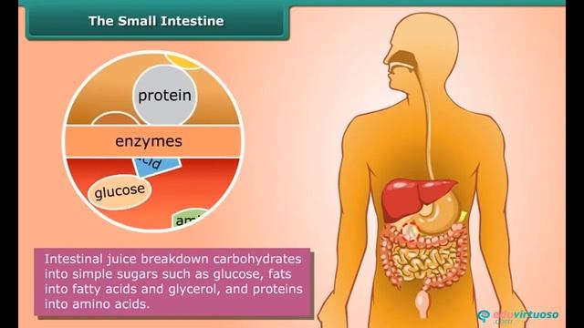 Nutrition in animals | Class 7 | Science| CBSE | ICSE | FREE Tutorial смотреть онлайн