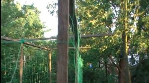 Установка сетки для огурцов. Выращиваем огурцы на сетке.