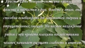 Народные рецепты. Какие деревья нельзя сажать возле дома.