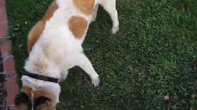 ADOPTED! Male Akita "Devin" checking out the yard смотреть онлайн