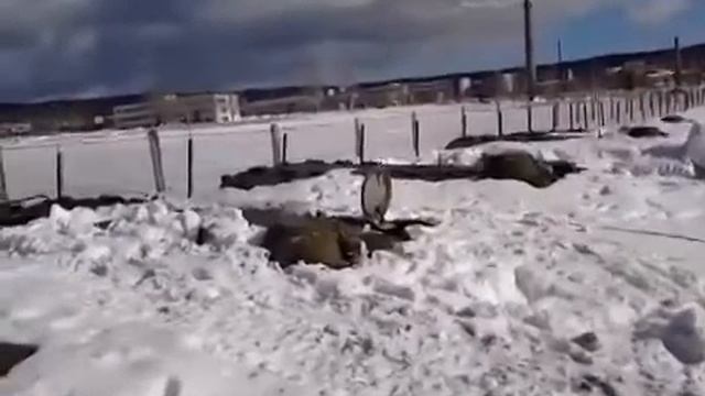 Снегом засыпало МТ-ЛБ смотреть онлайн