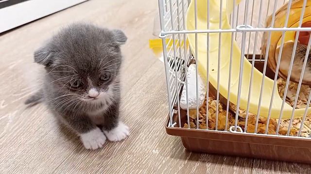 Мой котик и хомяк смотреть онлайн