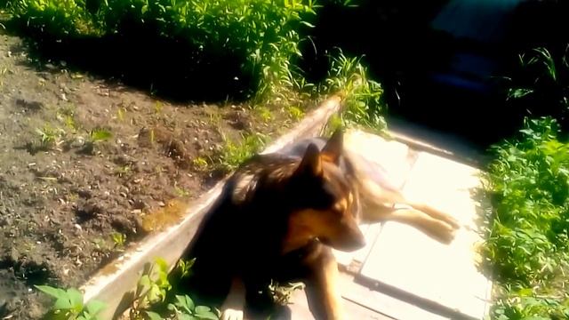 мои собаки рыжик и тыква)))) смотреть онлайн