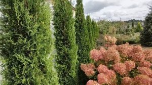 Стрижка хвойных осенью | Как стричь хвойные растения осенью: туи, можжевельники