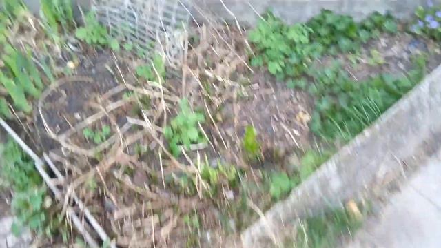 Мой цветник просыпается... смотреть онлайн