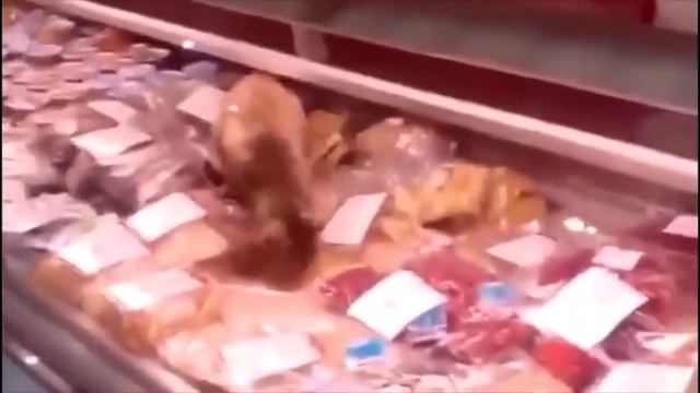 Кот поужинал на 60 тысяч рублей смотреть онлайн