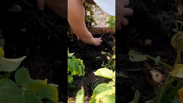 18 кг картошки с 1 м2 смотреть онлайн