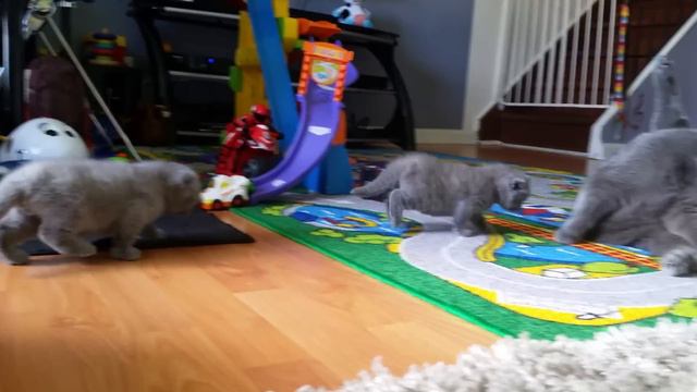Cutest Scottish fold kittens playing Вислоухие котята играют PART 2 смотреть онлайн