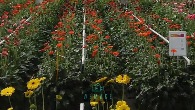 indoor drone vlucht Schreurs Roses & Gerbera's смотреть онлайн
