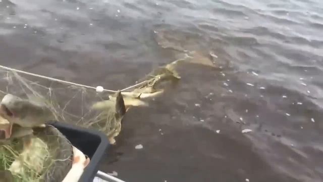 Промысловики плывут с верховой сетью плавом по ИРТЫШУ.Рыбалка на Иртыше 2023.ХМАО смотреть онлайн