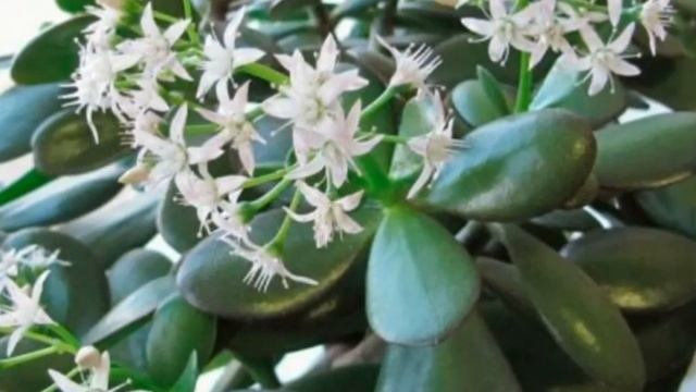 Денежное дерево зацвело после деда подкормки Супер удобрение смотреть онлайн