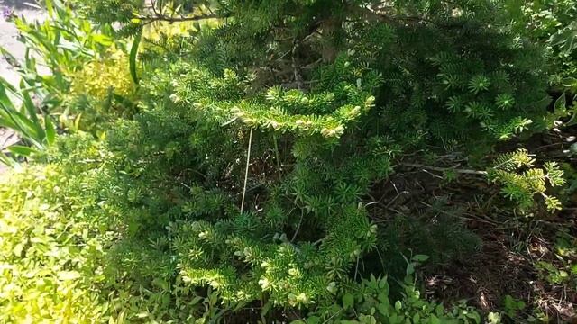 Формирую пихту.