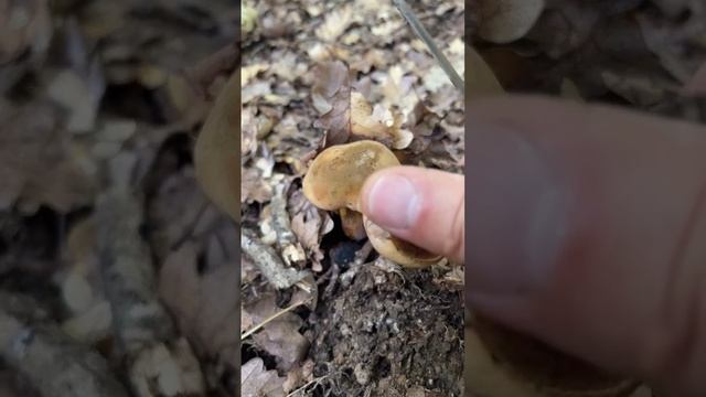Братья Дубовики. Boletus. Boletaceae. Leccinum luridum. Tubiporus luridus. Dictyopus luridus. Грибы смотреть онлайн