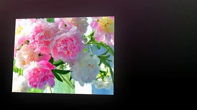 Цветы.Часто мы не замечаем красоты, Что подарена самой природой нам! смотреть онлайн