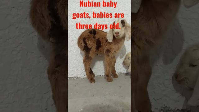Nubian baby goats, babies are three days old. смотреть онлайн