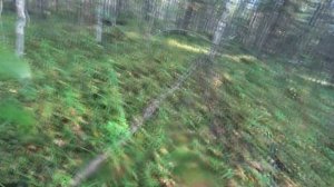 Тихая Охота. Сбор Груздей!