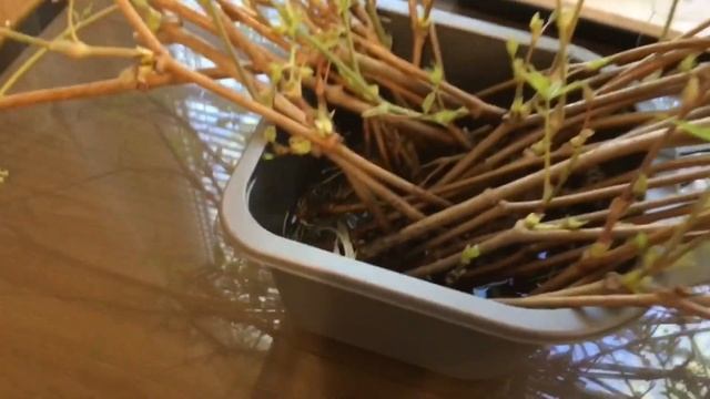 Девичий виноград. Укоренение черенками. Размножение винограда. смотреть онлайн