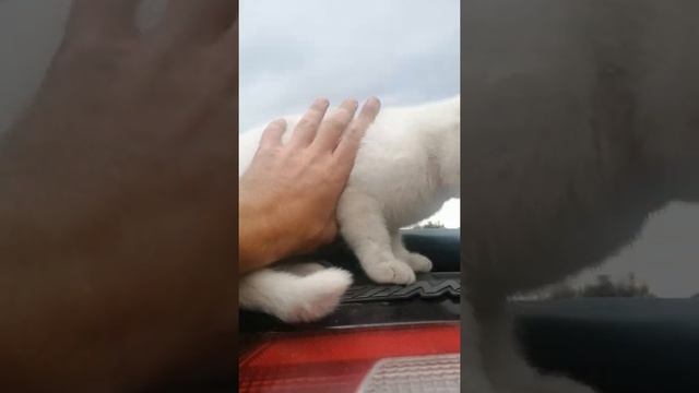 Замена задней фары ваз 2115 смотреть онлайн