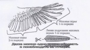 Как подрезать крылья курам, чтобы не летали
