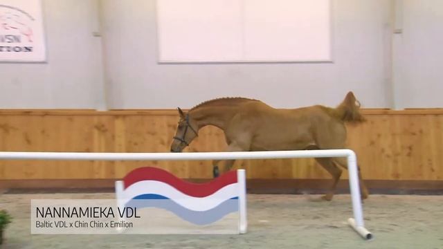 VSN Horses Auction || Promo Jumping horses смотреть онлайн
