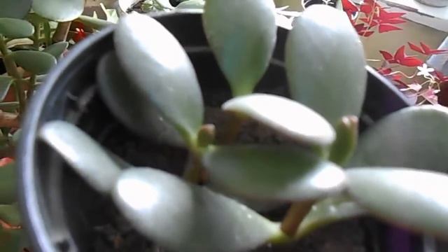 ДЕНЕЖНОЕ Дерево. ( Толстянка) Как прекратить рост. смотреть онлайн