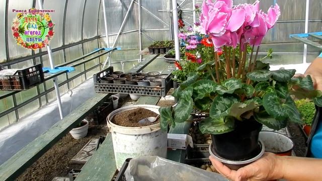 Как сохранить долгое цветение растения в горшке? Подаренный живой цветок в горшке может жить долго смотреть онлайн